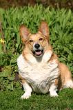 CORGI PEMBROKE 1362